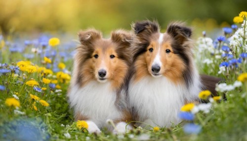 KI generated, Two long-haired collies lying in a colourful flower meadow, (Canis lupus familiaris),