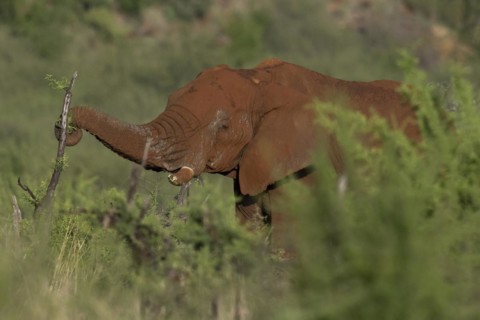 African elephant (Loxodonta africana) Madikwe Game Reserve, North West Province, South Africa, RSA,