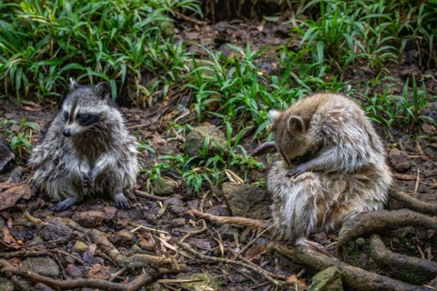 Raccoon in natural environment, close-up, portrait of the animal on Guadeloupe au Parc des