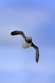 Puffin (Fratercula arctica), adult, flying, with sand eels, with food, Faroe Islands, England,