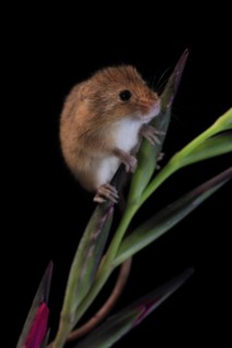 Eurasian harvest mouse (Micromys minutus), adult, on plant stem, flowering, foraging, at night,