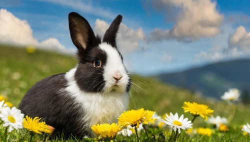 KI generated, A black and white dwarf rabbit in a meadow with white and yellow flowers, spring,