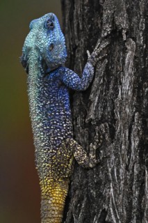 Blue-throated Agama (Acanthocercus atricollis), Madikwe Game Reserve, North West Province, South