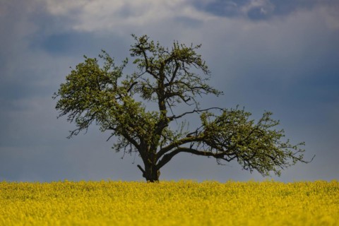 Flowering apple tree (Malus domestica), on the Hoedinger Berg, Hoedingen, Lake Constance district,