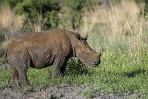 White rhinoceros (Ceratotherium simum) juvenile approx. 1 year old, Madikwe Game Reserve, North