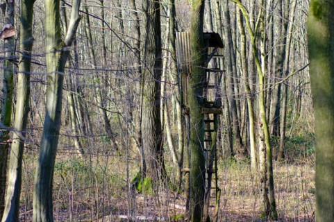 High seat in the forest, forest dieback, Lower Rhine, North Rhine-Westphalia, Germany, Europe