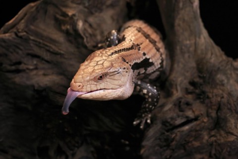 Indonesian blue-tongued skink (Tiliqua gigas), adult, portrait, on tree, captive, tongues,