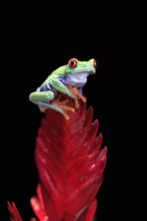 Red-eyed tree frog (Agalychnis callidryas), adult, on bromeliad, captive, Central America