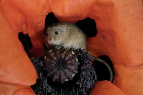 Common harvest mouse, (Micromys minutus), adult, on corn poppy, flower, foraging, at night,