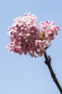 Bodnant snowball (Viburnum bodnantense Dawn), flower, Speyer, Rhineland-Palatinate, Germany, Europe