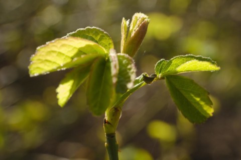 Branch with leaves of the Ispahan rose, fresh shoots, close-up, North Rhine-Westphalia, Germany,