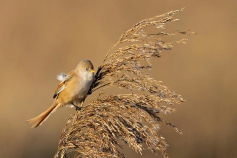 Bird holding fluff in its beak while perched on a reed, Bearded tit, Panarus Biarmicus