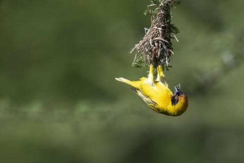 Southern masked weaver (Ploceus velatus), Madikwe Game Reserve, North West Province, South Africa,