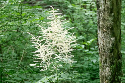 A flowering shrub with white flowers stands in front of a tree trunk in the forest true meadowsweet