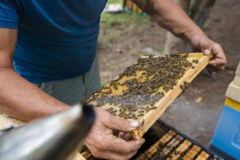 Fantastic beehive producing honey, nature, man and bee, sweet honey, honeycomb, nectar, beekeeping,