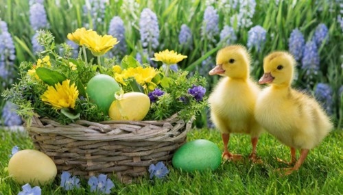 Ai generated, An Easter basket with coloured eggs in a meadow with colourful flowers, two goslings