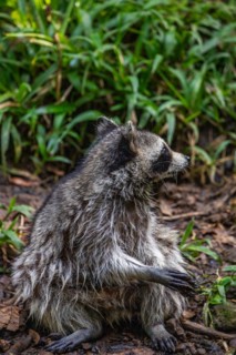 Raccoon in natural environment, close-up, portrait of the animal on Guadeloupe au Parc des