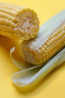 Corn cobs with yellow background, corn (Zea mays)