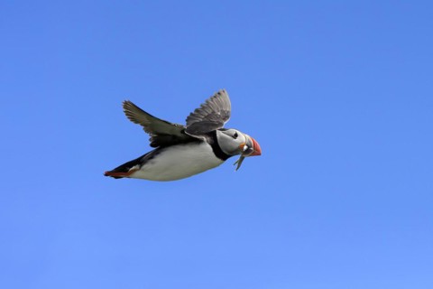 Puffin (Fratercula arctica), adult, flying, with sand eels, with food, Faroe Islands, England,