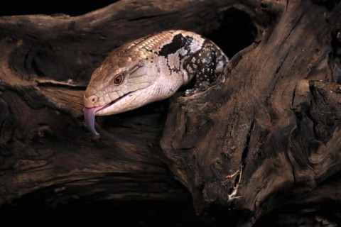 Indonesian blue-tongued skink (Tiliqua gigas), adult, portrait, on tree, captive, tongues,