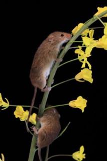 Eurasian harvest mouse (Micromys minutus), adult, two, pair, on plant stem, flowering, foraging, at