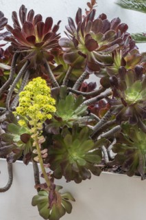 Tree aeonium (Aeonium arboreum), Lanzarote, Canary Islands, Spain, Europe