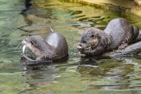 Dwarf otter, Asian oriental small-clawed otter (Aonyx cinerea), Heidelberg Zoo, Baden-Wuerttemberg,
