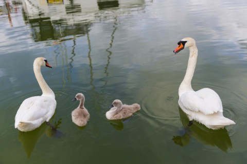 Swan (Cygnus Albus), family, couple, children, offspring, togetherness, bird, swimming bird, animal