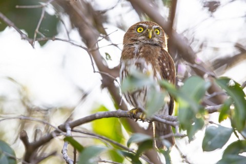 Brazilian Pygmy Owl Claucidium brasilianum) Pantanal Brazil