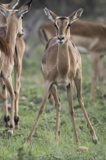 Black Heeler Antelope or Impala (Aepyceros melampus) herd with young, nursery, Madikwe Game