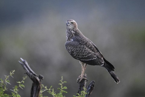 Silver Singing Goshawk, also known as pale chanting goshawk (Melierax canorus) juvenile, Madikwe