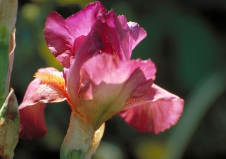 A bright purple-orange iris in full bloom with sharp details against a blurred natural background