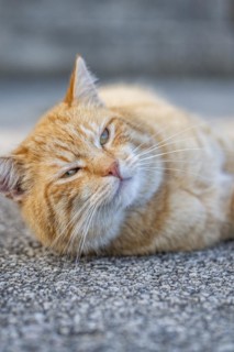 A red felidae (Felis Catus) lies relaxed on a grey floor and blinks