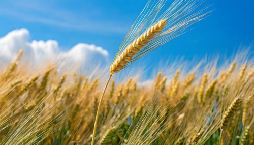 AI generated, A single ear in the cornfield, Barley