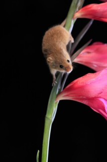 Eurasian harvest mouse (Micromys minutus), adult, on plant stem, flowering, foraging, at night,