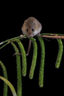 Eurasian harvest mouse (Micromys minutus), adult, on plant stalks, ears of corn, foraging, at