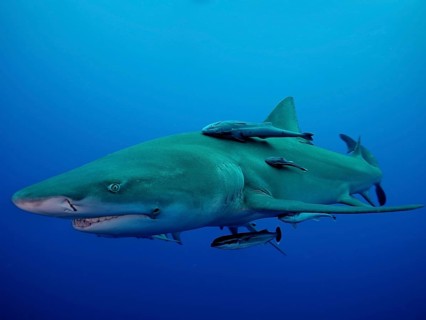 Lemon shark (Negaprion brevirostris) with a ship's keeper (Echeneidae) off Jupiter, Florida, USA,