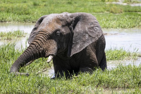 African elephant (Loxodonta africana), Madikwe Game Reserve, North West Province, South Africa,