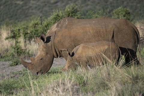 White rhinoceros (Ceratotherium simum) cow with baby, Madikwe Game Reserve, North West Province,