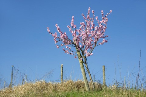 Flowering almond tree (Prunus dulcis) Almond blossom, blue sky, vineyard, Baden-Wuerttemberg,