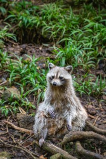 Raccoon in natural environment, close-up, portrait of the animal on Guadeloupe au Parc des