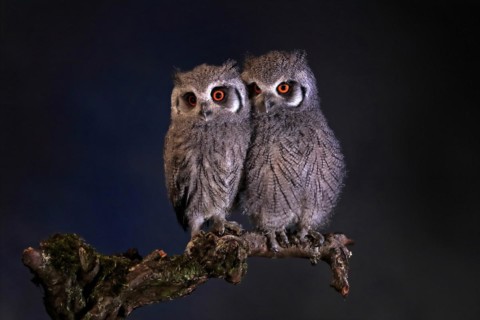 Southern white-faced owl (Ptilopsis granti), juvenile, two juveniles, siblings, at night, on guard,