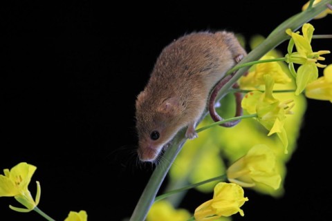 Eurasian harvest mouse (Micromys minutus), adult, on plant stem, flowering, foraging, at night,