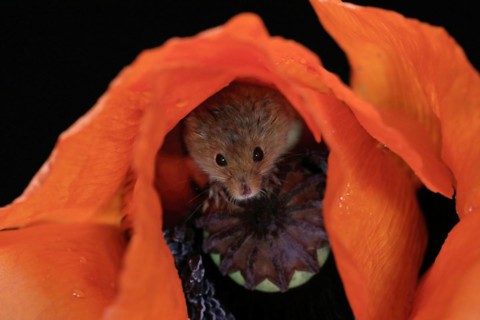 Common harvest mouse, (Micromys minutus), adult, on corn poppy, flower, foraging, at night,