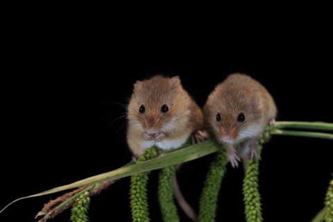 Eurasian harvest mouse (Micromys minutus), adult, two, pair, on plant stalks, spikes, foraging, at