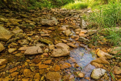 A shallow streambed with clear water running over multicolored rocks and lush greenery on the