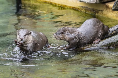Dwarf otter, Asian oriental small-clawed otter (Aonyx cinerea), Heidelberg Zoo, Baden-Wuerttemberg,