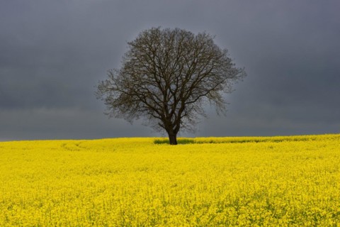Old English oak (Quercus robur), on the Hoedinger Berg, Hoedingen, Lake Constance district, Upper