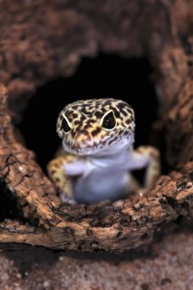 Leopard gecko (Eublepharis macularius), adult, portrait, looks out of burrow, captive