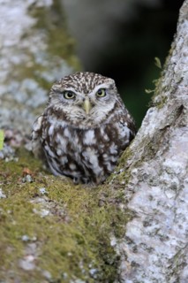 Little owl (Athene noctua), (Tyto alba), adult, on tree trunk, alert, portrait, Lowick,